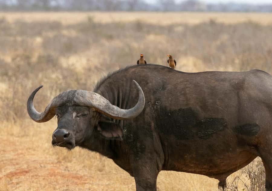 Overnight Tsavo East Safari From Mombasa/Diani (Private) - Guides who can make or break the safari