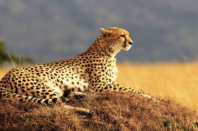 Private 3-Day Masai Mara Safari Adventure - Who will like this safari most