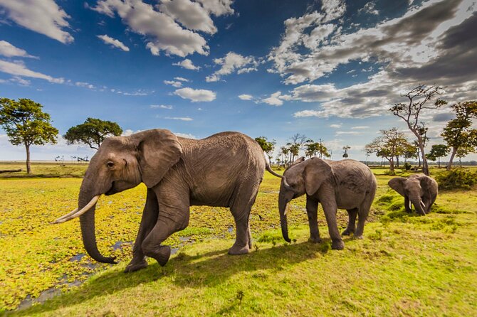 Private 3-Day Masai Mara Safari Adventure - Day two, the main safari day