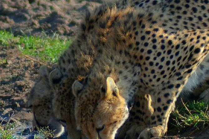 Private 3 Day Tsavo East Safari from Mombasa - Why a private Tsavo East safari makes sense