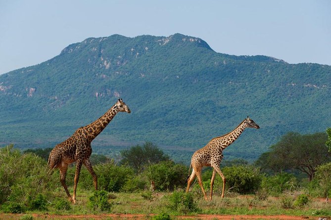Private 3 Day Tsavo East Safari from Mombasa - Voi Wildlife Lodge and the comfort factor