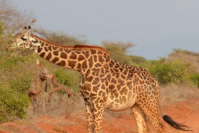 Private 3 Day Tsavo East Safari from Mombasa - Day 3: One final drive before the road home
