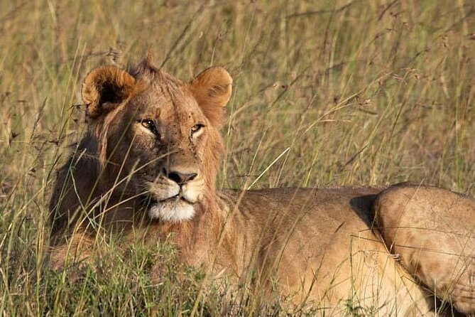 Private 5 Day Kenya Safari in Mara Lake Naivasha and Amboseli - Three Kenyan parks, three very different moods