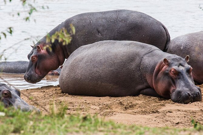 Private 5 Day Kenya Safari in Mara Lake Naivasha and Amboseli - What the private format changes