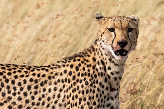 Private 5 Day Kenya Safari in Mara Lake Naivasha and Amboseli - Meals, timing, and the real value of $1,035