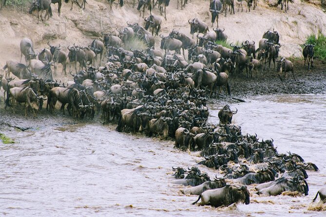 Private 7 Days Kenya Safari Amboseli, Naivasha, Nakuru, Mara - Day 6: A full day in Kenya’s famous reserve