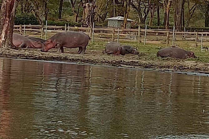 Private Day tour to Hell's Gate National Park and Lake Naivasha - The 7 a.m. departure from Nairobi