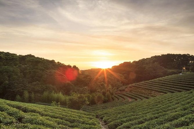 Private Day Trip to Kiambethu Tea Farm in Limuru from Nairobi - Leaving Nairobi for Limuru’s tea country