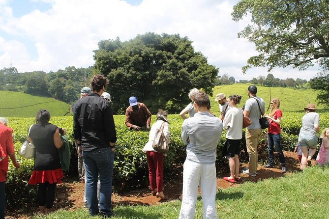 Private Day Trip to Kiambethu Tea Farm in Limuru from Nairobi - Walking among tea plants and native forest