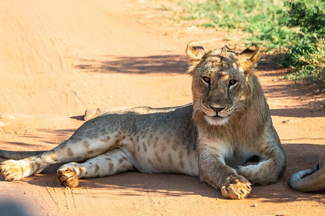 Private full day tour to Tsavo East National Park - Key points at a glance
