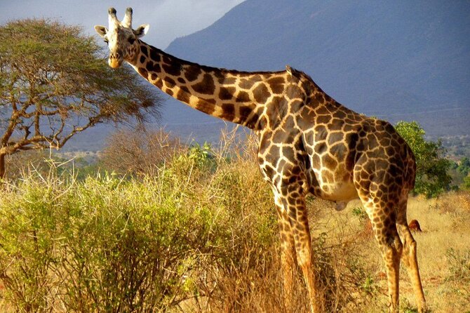 Private full day tour to Tsavo East National Park - The 5:00 am pickup from the coast