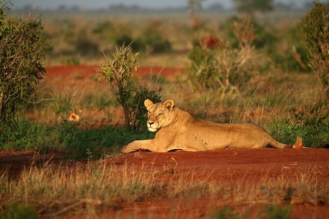 Private full day tour to Tsavo East National Park - The afternoon drive and the Big Five