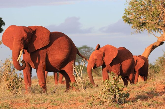 Private full day tour to Tsavo East National Park - What to pack for an 11-hour park day
