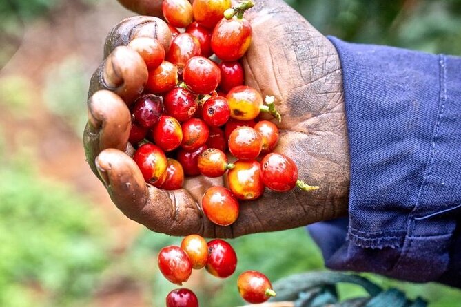 Private Half-Day Tour in Fairview Coffee Farm from Nairobi - Why this coffee tour works well from Nairobi