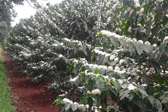 Private Half-Day Tour in Fairview Coffee Farm from Nairobi - Following the beans through processing