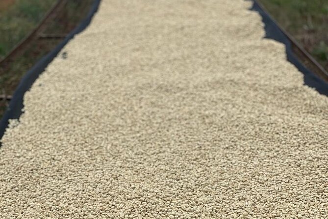 Private Half-Day Tour in Fairview Coffee Farm from Nairobi - Buying coffee at the farm