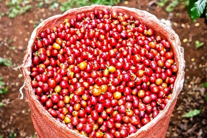 Private Half-Day Tour in Fairview Coffee Farm from Nairobi - What the $90 price includes