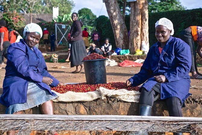 Private Half-Day Tour in Fairview Coffee Farm from Nairobi - From nursery to coffee tree