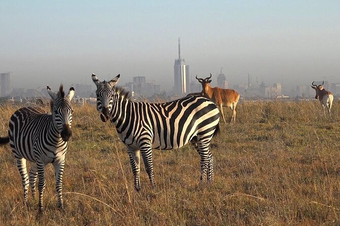 Private Half Day Tour in Nairobi National Park Safari - Key points to know before you book