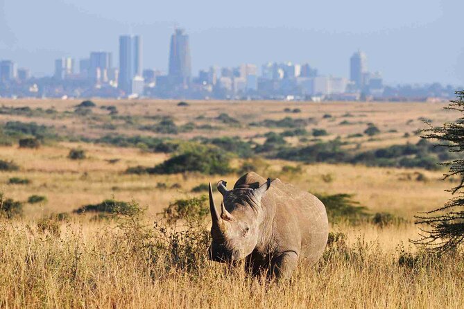 Private Half Day Tour in Nairobi National Park Safari - Entering Nairobi National Park for the five-hour game drive