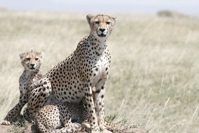 Private Mini Safari Tour in Nairobi - Nairobi National Park without a long road journey