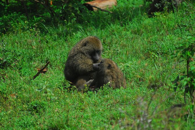 Private Mini Safari Tour in Nairobi - Why an early morning departure makes sense