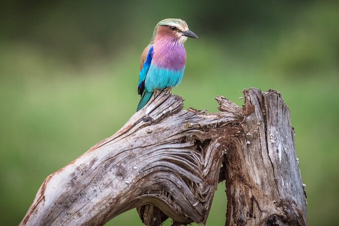 Private Mini Safari Tour in Nairobi - Guides and communication matter on a short safari