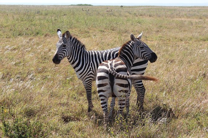 Private Mini Safari Tour in Nairobi - The animals you may see, including four of the Big Five
