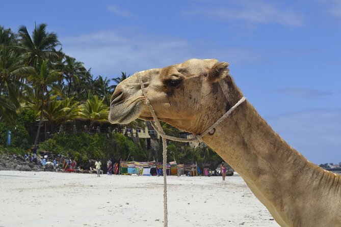 PRIVATE: MOMBASA FULL DAY TOUR and EXCURSUION - Timing, transport, and how to prepare