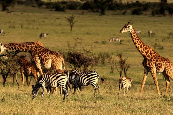 Private Morning Safari to Nairobi National Park & Giraffe Center - Why this Nairobi pairing works so well