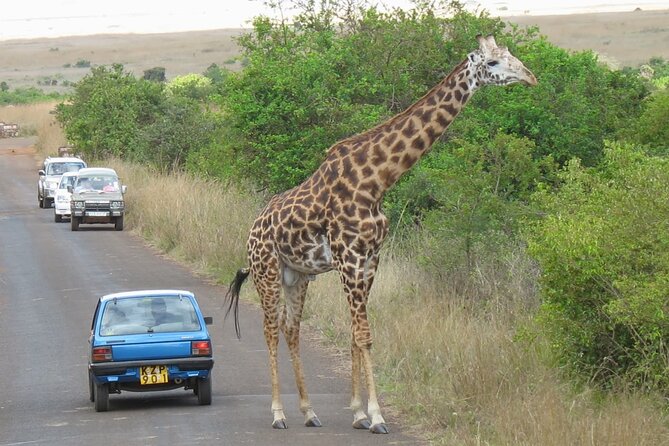 Private Morning Safari to Nairobi National Park & Giraffe Center - A balanced look at the guiding