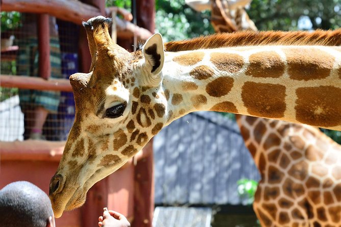 Private Morning Safari to Nairobi National Park & Giraffe Center - Starting at Nairobi National Park for three hours