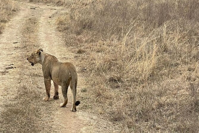 Private Nairobi National Park Day Tour - What a private van changes
