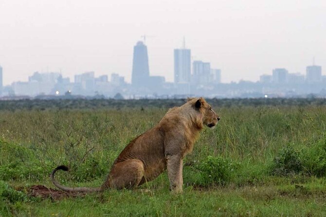 Private Nairobi National Park Day Tour - Small details that can make the day better