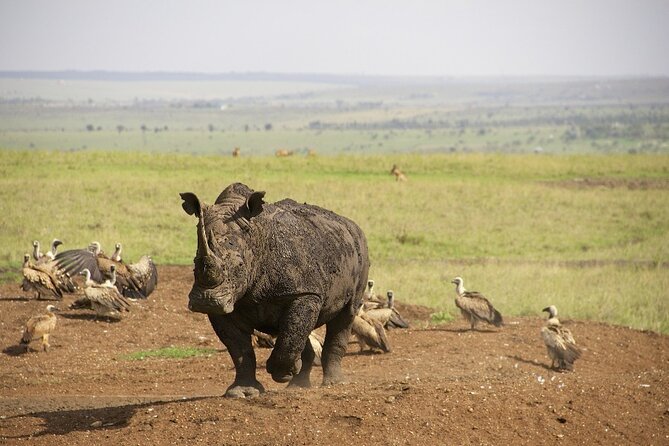 Private Nairobi National Park Day Tour - Pickup, the five-hour schedule, and the first drive