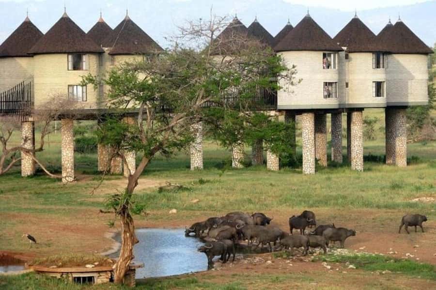PRIVATE OVERNIGHT SALTLICK SAFARI FROM MOMBASA OR DIANI - Why this safari works from Mombasa or Diani