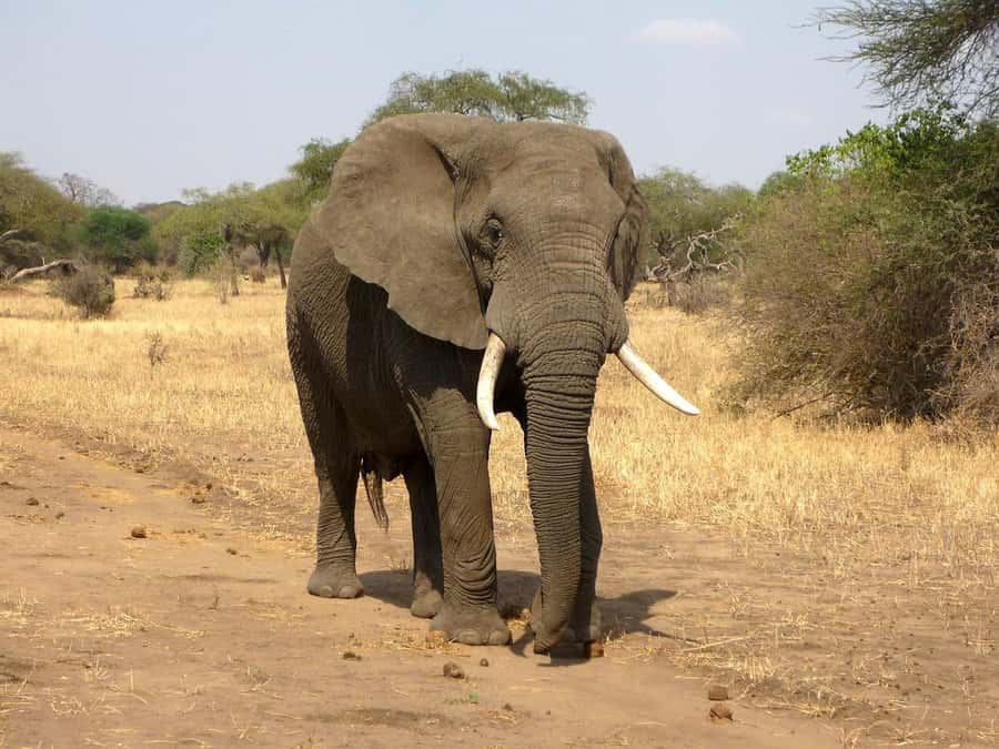 PRIVATE OVERNIGHT SALTLICK SAFARI FROM MOMBASA OR DIANI - What the $600 price really covers