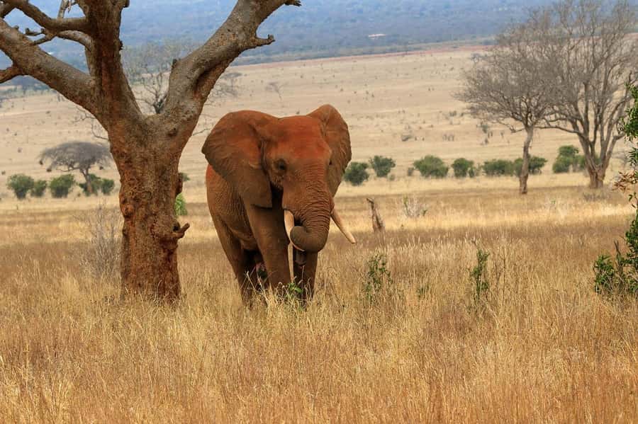 PRIVATE OVERNIGHT TSAVO EAST SAFARI FROM MOMBASA OR DIANI - What $523 Includes and What It Leaves Out