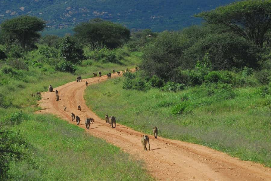PRIVATE OVERNIGHT TSAVO EAST SAFARI FROM MOMBASA OR DIANI - The Guide Can Shape the Whole Experience