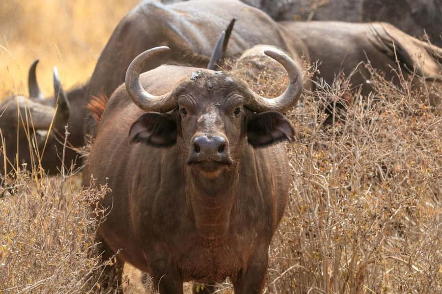 PRIVATE OVERNIGHT TSAVO EAST SAFARI FROM MOMBASA OR DIANI - Who Will Enjoy This Safari Most