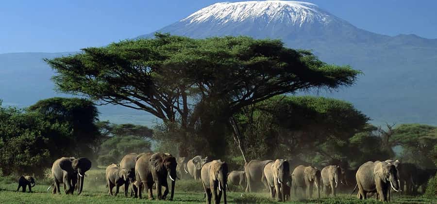 Private Safari Day-Tour in Amboseli National Park - Why Amboseli works well as a one-day safari