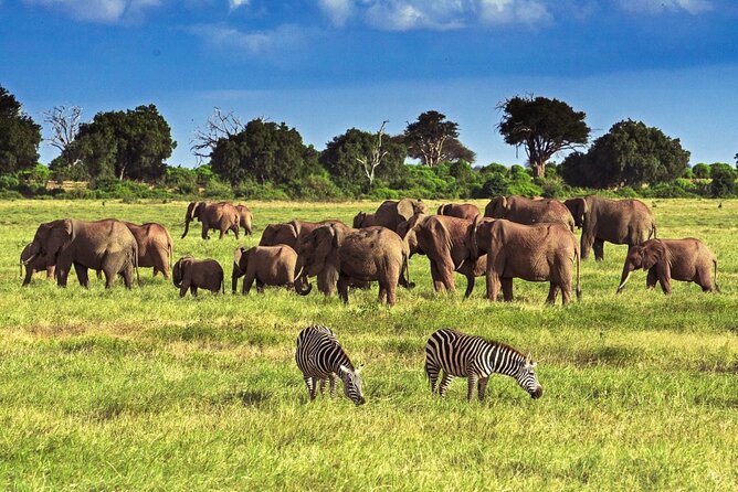 Private Tour of Tsavo East National Park from Mombasa - Key points at a glance