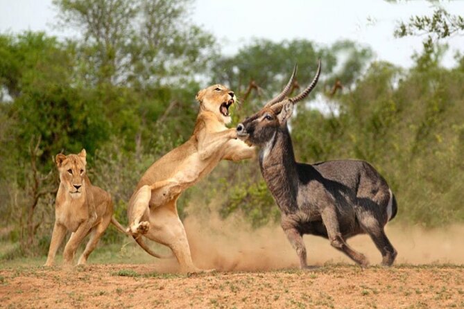 Private Tour of Tsavo East National Park from Mombasa - Why Tsavo East makes a strong day safari