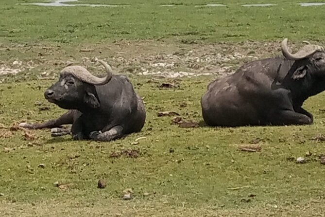 Private Tour of Tsavo East National Park from Mombasa - The loop side and its swampy wildlife areas