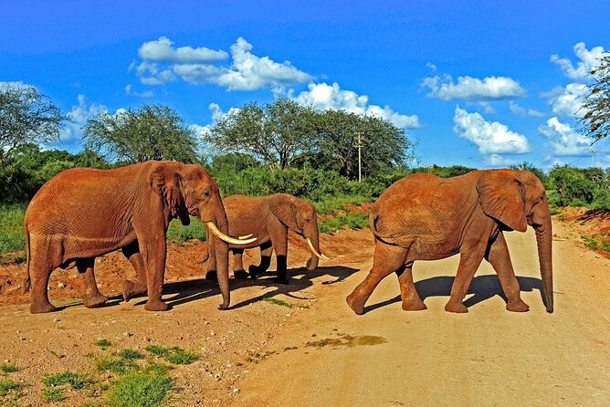 Private Tour of Tsavo East National Park from Mombasa - The pipeline area and red elephant country