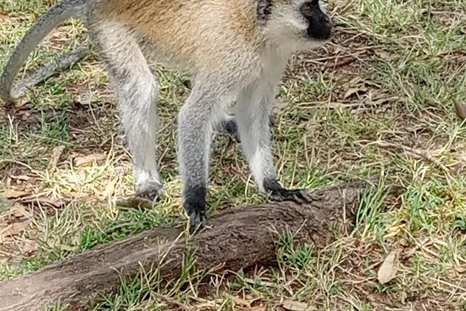 Private Tour of Tsavo East National Park from Mombasa - Lions, leopards, and the uncertainty of wildlife