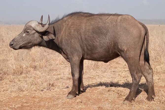 Private Tour of Tsavo East National Park from Mombasa - Is $260 per person good value?