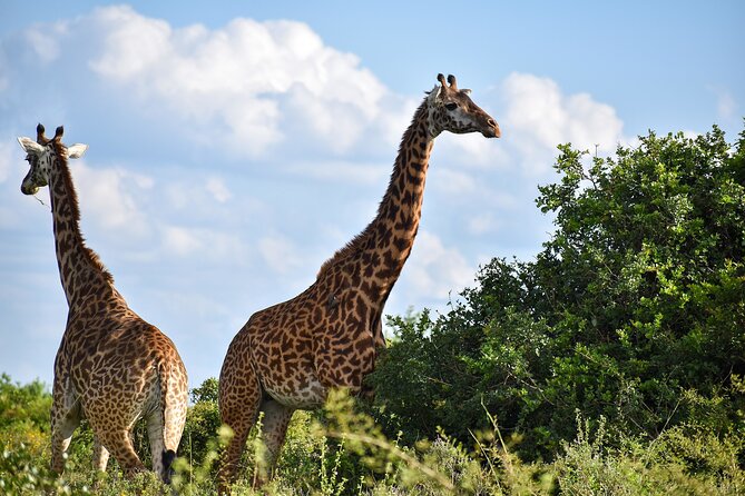 Private Tour Safari To Nairobi National Park - Five details that shape the experience