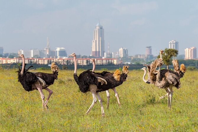 Private Tour Safari To Nairobi National Park - Why Nairobi National Park feels different