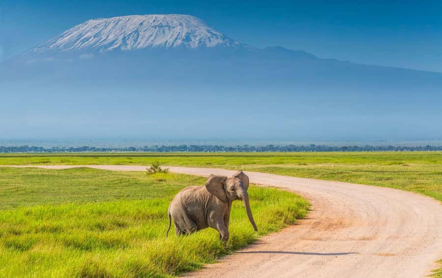 Private Tour to Amboseli National Park - Why Amboseli makes a strong day trip from Nairobi